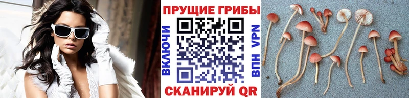 Псилоцибиновые грибы Psilocybine cubensis Ува
